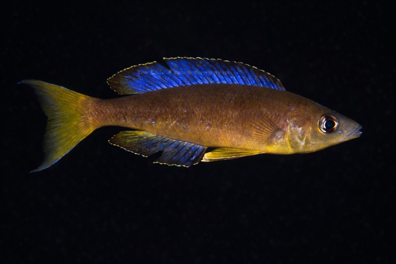 Cyprichromis microlepidotus 'Mabilibili'